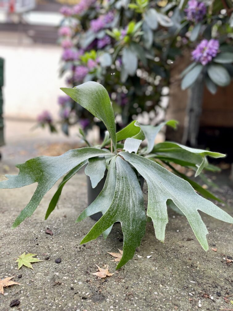 Zdjęcie rosliny doniczkowej Platycerium bifurcatum (Łosie rogi), ujęcie 4