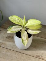 Zdjęcie rosliny doniczkowej Aglaonema Arctic Lime, ujęcie 1