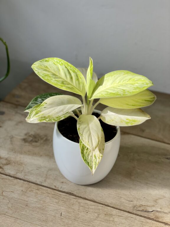 Zdjęcie rosliny doniczkowej Aglaonema Arctic Lime, ujęcie 1