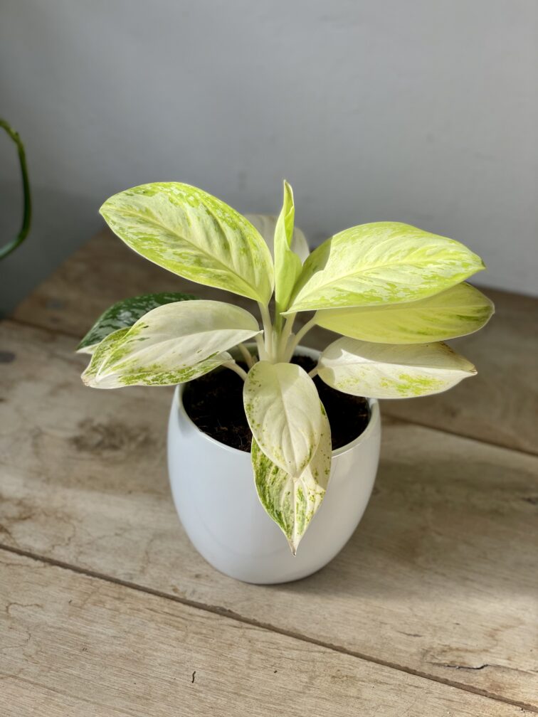 Zdjęcie rosliny doniczkowej Aglaonema Arctic Lime, ujęcie 1