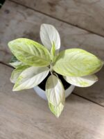 Zdjęcie rosliny doniczkowej Aglaonema Arctic Lime, ujęcie 2