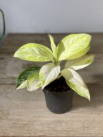 Zdjęcie rosliny doniczkowej Aglaonema Arctic Lime, ujęcie 3