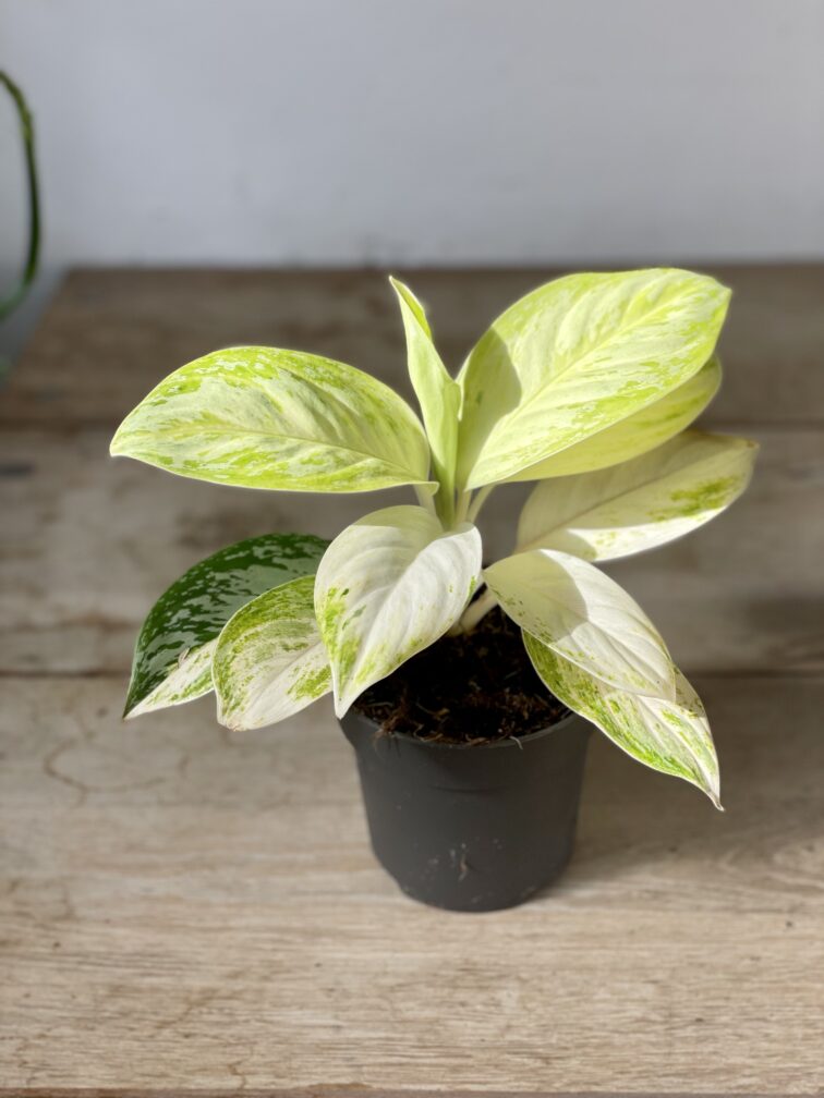 Zdjęcie rosliny doniczkowej Aglaonema Arctic Lime, ujęcie 3