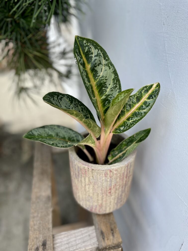 Zdjęcie rosliny doniczkowej Aglaonema Orange Flame, ujęcie 1