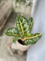 Zdjęcie rosliny doniczkowej Aglaonema Orange Flame, ujęcie 2