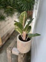 Zdjęcie rosliny doniczkowej Aglaonema Orange Flame, ujęcie 3