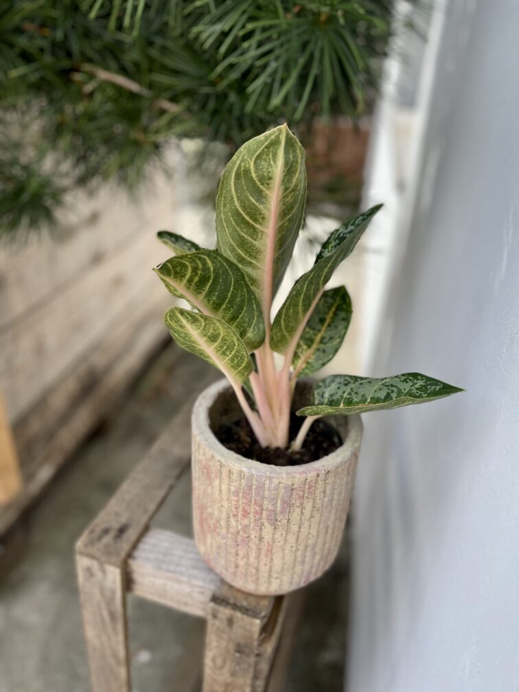 Zdjęcie rosliny doniczkowej Aglaonema Orange Flame, ujęcie 3
