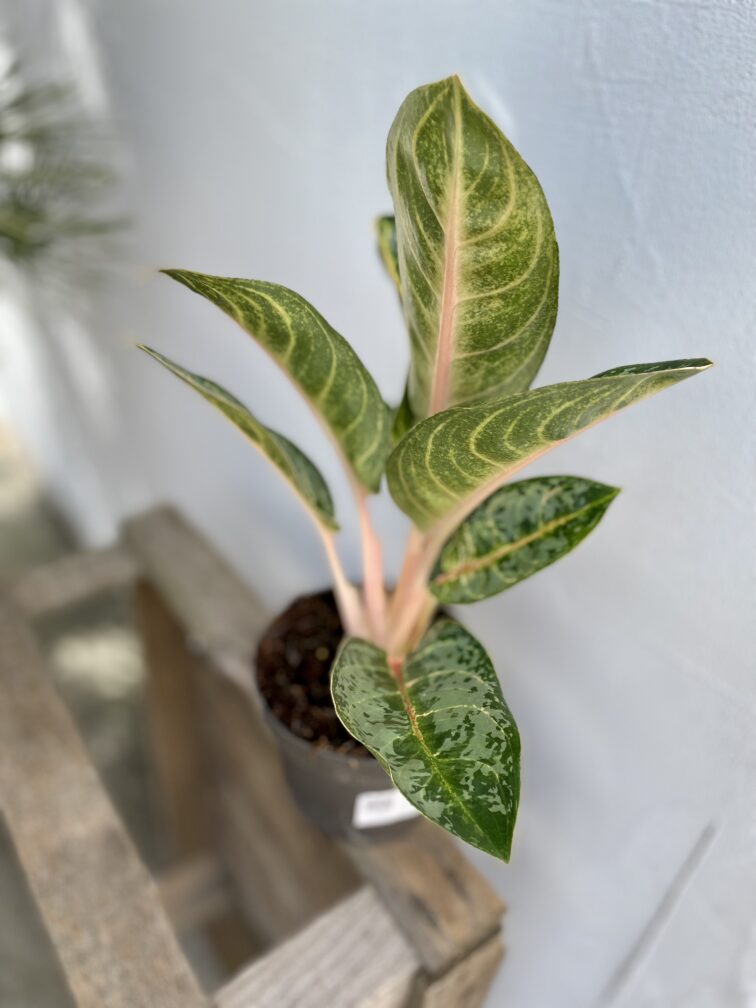 Zdjęcie rosliny doniczkowej Aglaonema Orange Flame, ujęcie 4