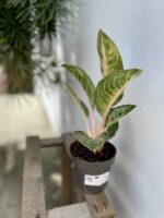 Zdjęcie rosliny doniczkowej Aglaonema Orange Flame, ujęcie 5