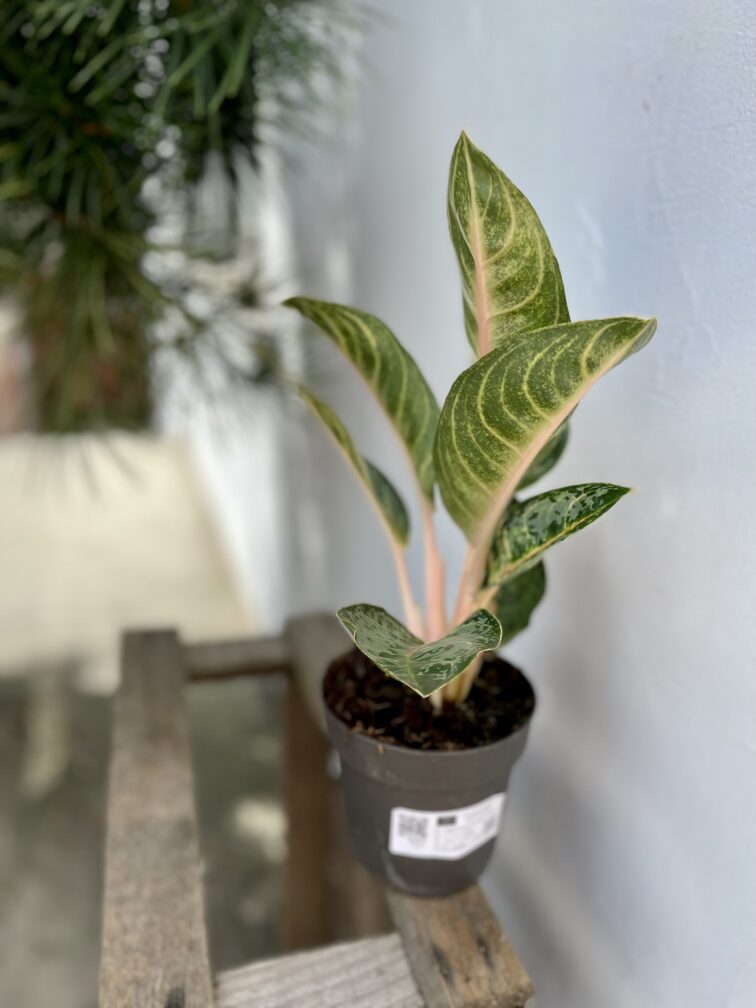 Zdjęcie rosliny doniczkowej Aglaonema Orange Flame, ujęcie 5