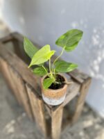 Zdjęcie rosliny doniczkowej Anthurium Balaoanum, ujęcie 1