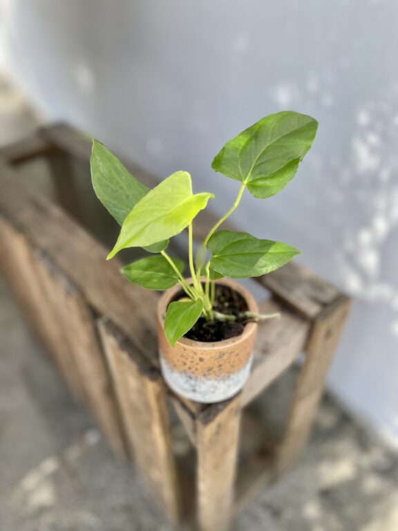 Zdjęcie rosliny doniczkowej Anthurium Balaoanum, ujęcie 1