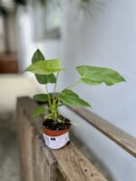 Zdjęcie rosliny doniczkowej Anthurium Balaoanum, ujęcie 2