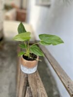 Zdjęcie rosliny doniczkowej Anthurium Balaoanum, ujęcie 3