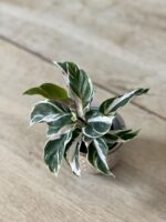Zdjęcie rosliny doniczkowej Calathea White Fusion (Kalatea), ujęcie 2