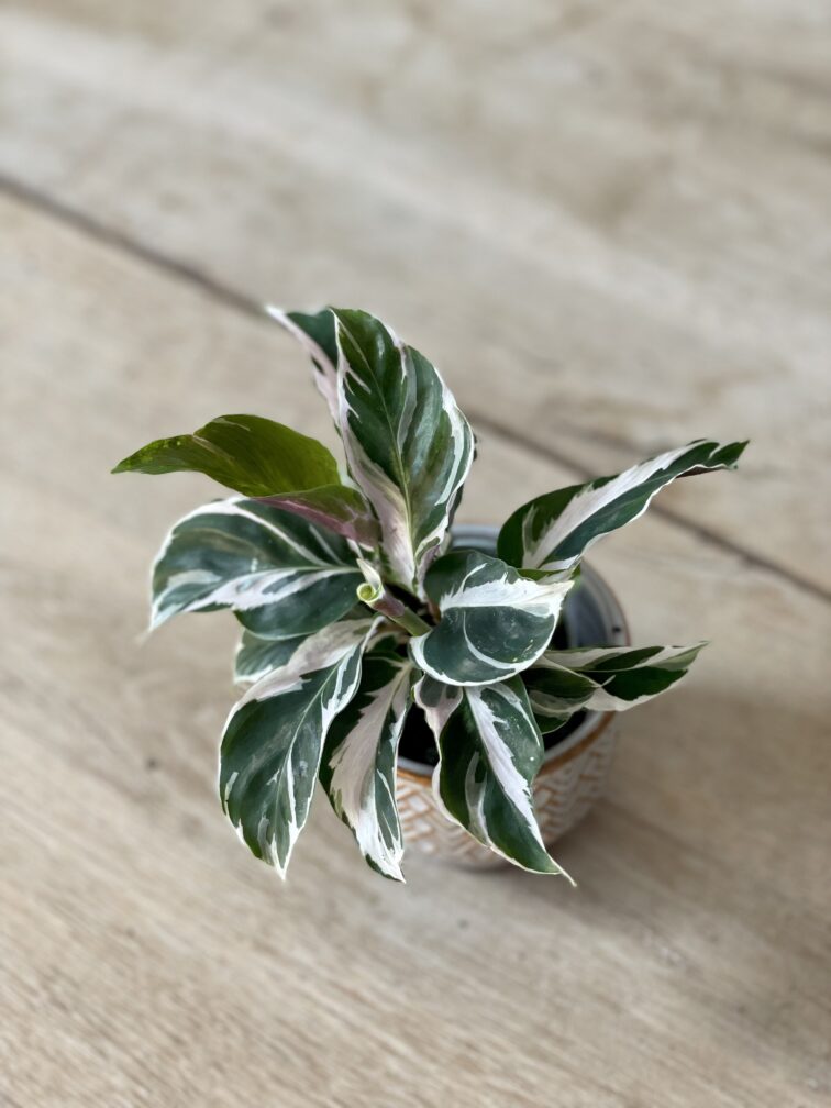 Zdjęcie rosliny doniczkowej Calathea White Fusion (Kalatea), ujęcie 2