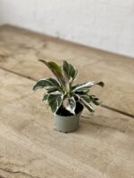 Zdjęcie rosliny doniczkowej Calathea White Fusion (Kalatea), ujęcie 3