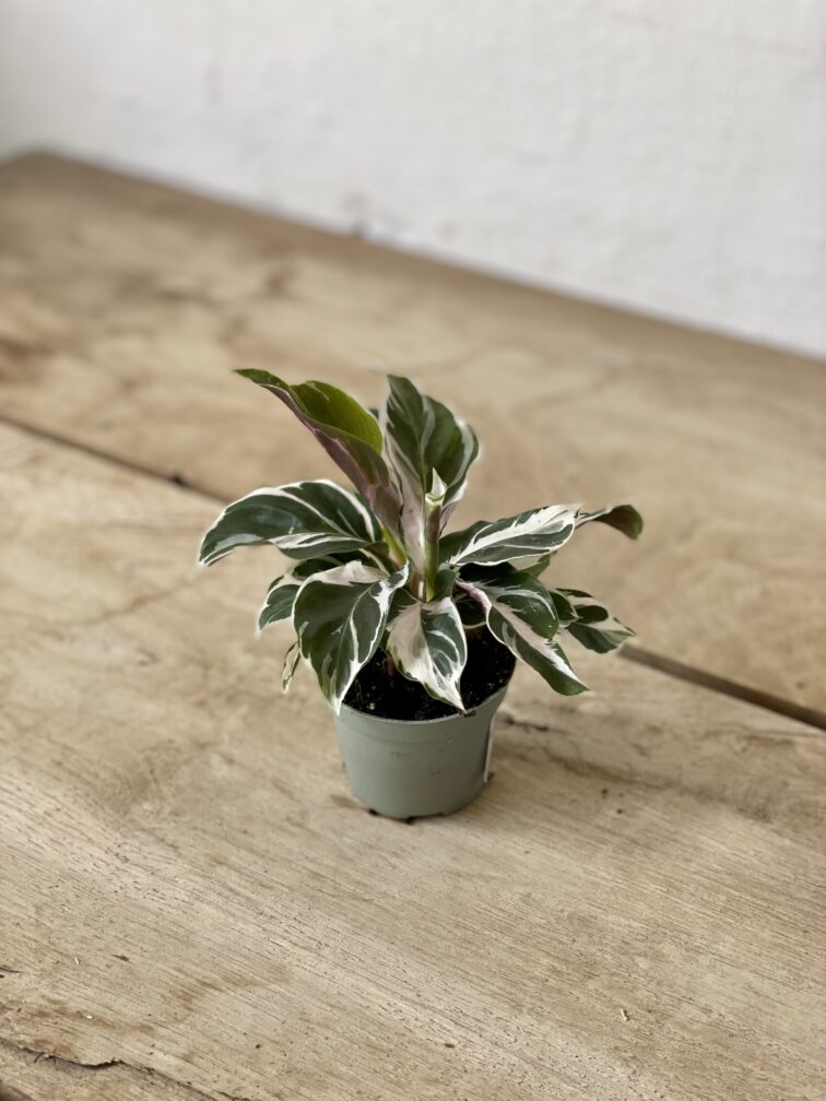 Zdjęcie rosliny doniczkowej Calathea White Fusion (Kalatea), ujęcie 3