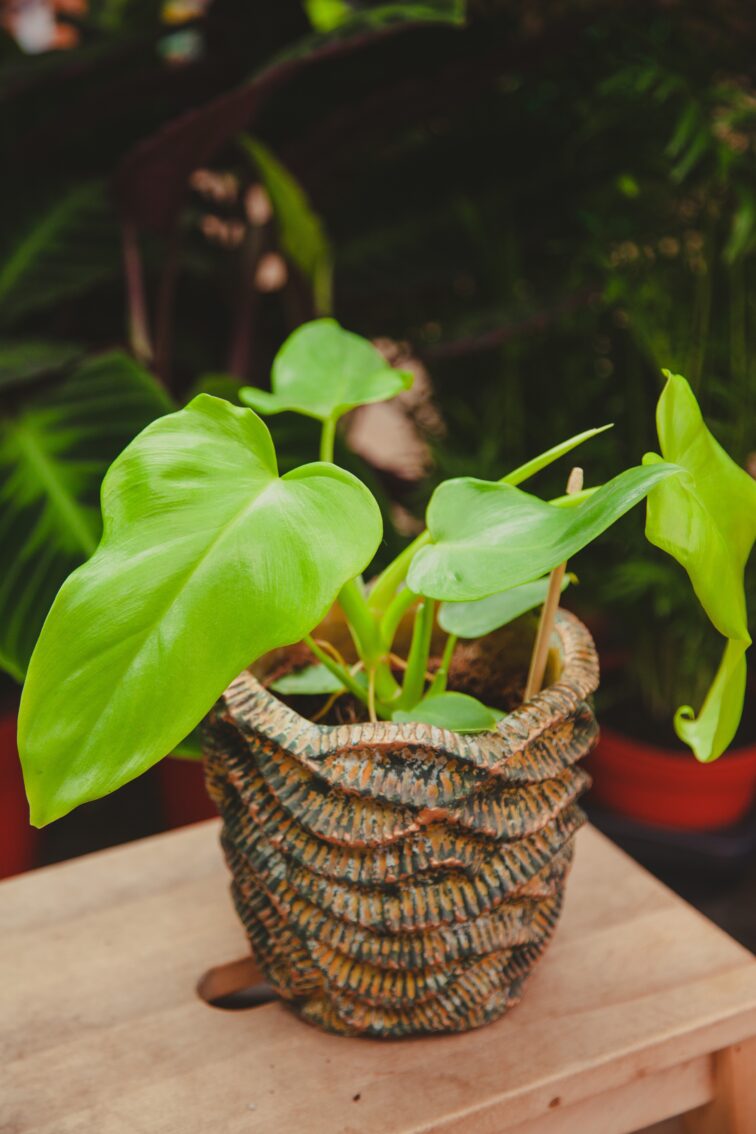 Zdjęcie rosliny doniczkowej Philodendron bipennifolium aurea Yellow Violin, ujęcie 1