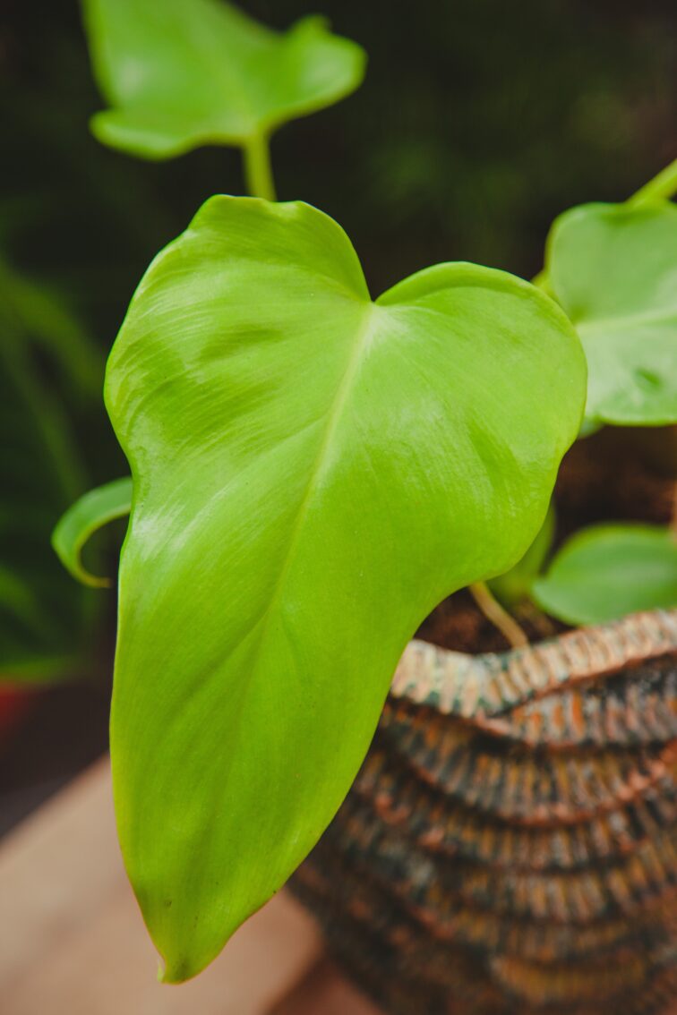 Zdjęcie rosliny doniczkowej Philodendron bipennifolium aurea Yellow Violin, ujęcie 2