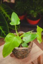 Zdjęcie rosliny doniczkowej Philodendron bipennifolium aurea Yellow Violin, ujęcie 3