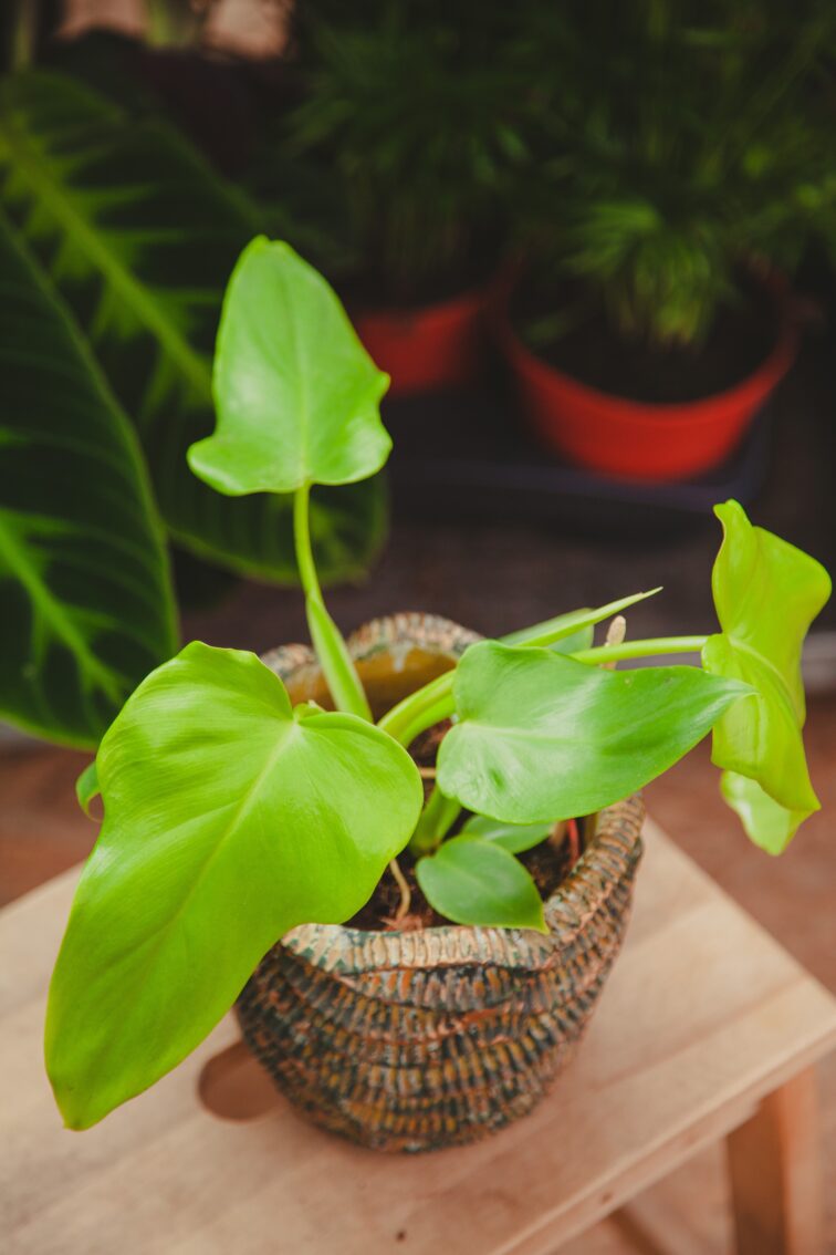 Zdjęcie rosliny doniczkowej Philodendron bipennifolium aurea Yellow Violin, ujęcie 3