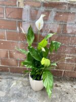 Zdjęcie rosliny doniczkowej Spathiphyllum Bingo Cupido (Skrzydłokwiat), ujęcie 1