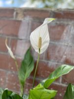 Zdjęcie rosliny doniczkowej Spathiphyllum Bingo Cupido (Skrzydłokwiat), ujęcie 2
