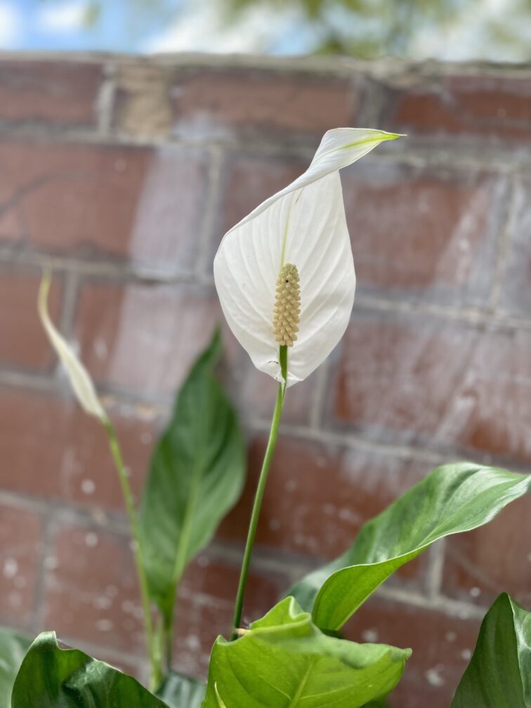 Zdjęcie rosliny doniczkowej Spathiphyllum Bingo Cupido (Skrzydłokwiat), ujęcie 2