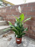 Zdjęcie rosliny doniczkowej Spathiphyllum Bingo Cupido (Skrzydłokwiat), ujęcie 3