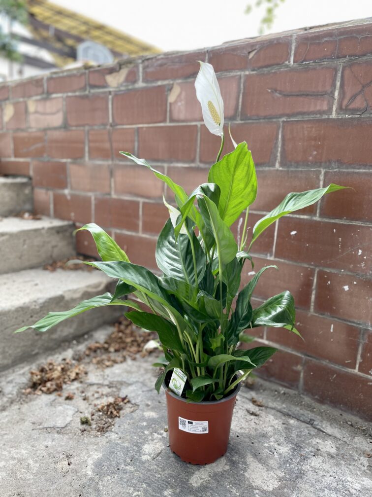 Zdjęcie rosliny doniczkowej Spathiphyllum Bingo Cupido (Skrzydłokwiat), ujęcie 3