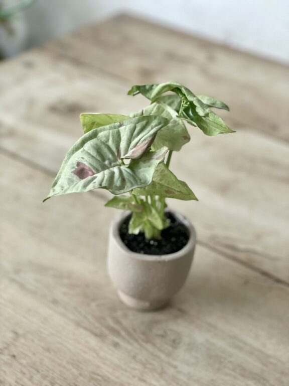 Zdjęcie rosliny doniczkowej Syngonium Milk Confetti, ujęcie 1