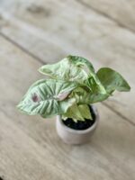 Zdjęcie rosliny doniczkowej Syngonium Milk Confetti, ujęcie 2