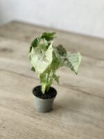 Zdjęcie rosliny doniczkowej Syngonium Milk Confetti, ujęcie 3