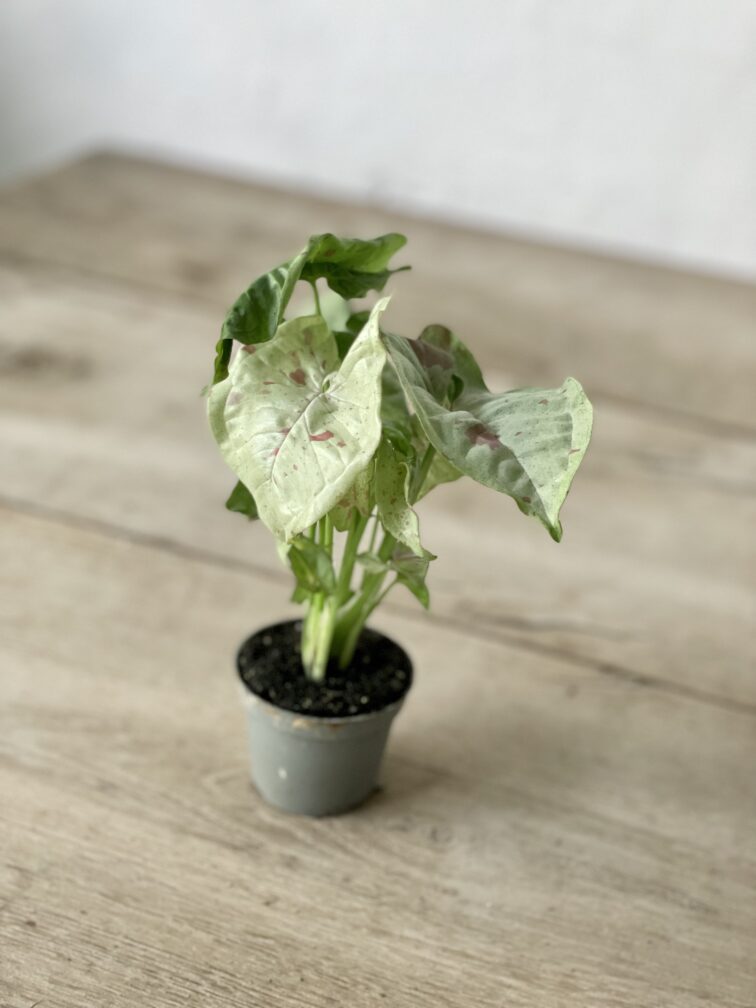 Zdjęcie rosliny doniczkowej Syngonium Milk Confetti, ujęcie 3