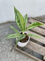 Zdjęcie rosliny doniczkowej Aglaonema Matcha Lemon, ujęcie 1