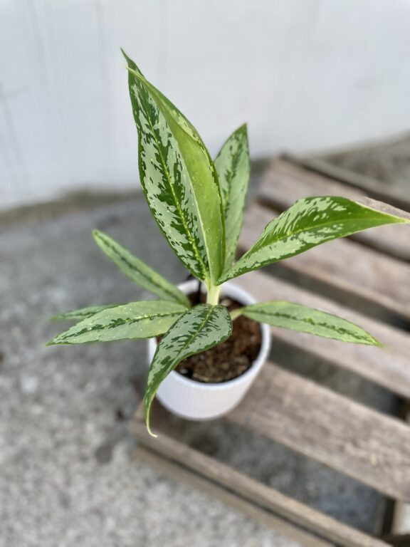 Zdjęcie rosliny doniczkowej Aglaonema Matcha Lemon, ujęcie 1