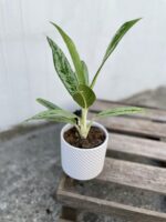 Zdjęcie rosliny doniczkowej Aglaonema Matcha Lemon, ujęcie 2