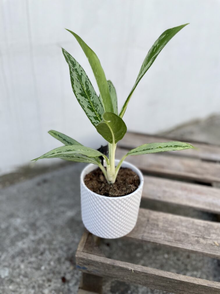 Zdjęcie rosliny doniczkowej Aglaonema Matcha Lemon, ujęcie 2