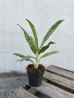 Zdjęcie rosliny doniczkowej Aglaonema Matcha Lemon, ujęcie 3