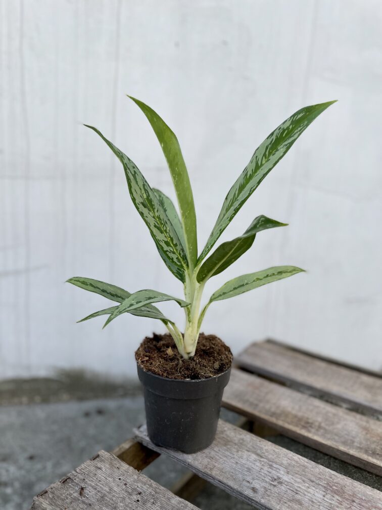 Zdjęcie rosliny doniczkowej Aglaonema Matcha Lemon, ujęcie 3