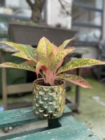 Zdjęcie rosliny doniczkowej Aglaonema Prestige, ujęcie 1
