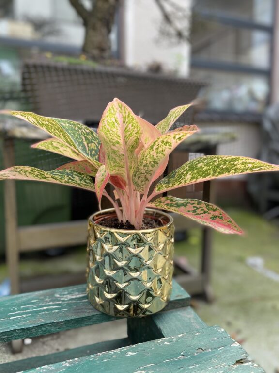 Zdjęcie rosliny doniczkowej Aglaonema Prestige, ujęcie 1