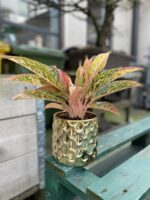 Zdjęcie rosliny doniczkowej Aglaonema Prestige, ujęcie 2