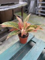 Zdjęcie rosliny doniczkowej Aglaonema Prestige, ujęcie 3