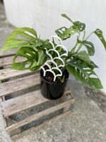 Zdjęcie akcesoria Drabinka bamboo parachute White, ujęcie 2