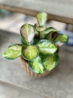 Zdjęcie rosliny doniczkowej Hoya australis Lisa, ujęcie 1