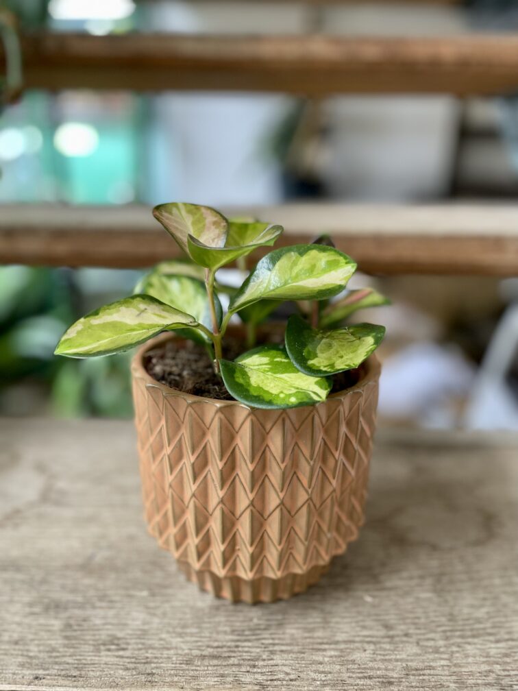 Zdjęcie doniczki lub oslonki: Osłonka Caramel 12 × 13 cm, ujęcie 2