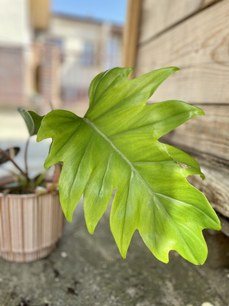 Zdjęcie rosliny doniczkowej Philodendron Mayoi, ujęcie 2