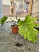 Zdjęcie rosliny doniczkowej Philodendron Mayoi, ujęcie 3